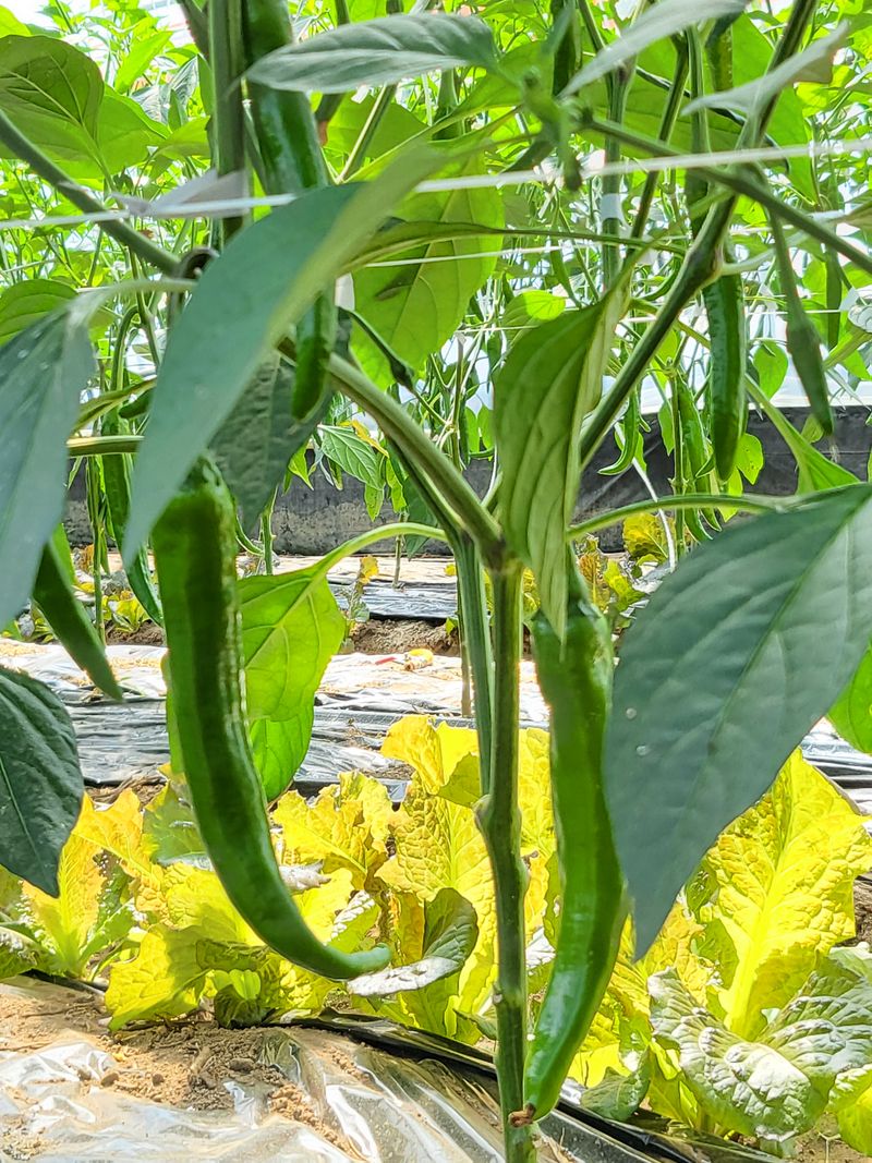 밀양농사님의 장터 판매 상품 [풋고추/홍고추10kg 산지직송 밀양고추(택포)] 첨부 사진