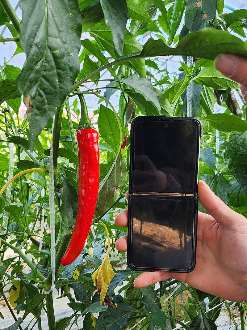 밀양농사님의 장터 판매 상품 [풋고추/홍고추10kg 산지직송 밀양고추(택포)] 첨부 사진