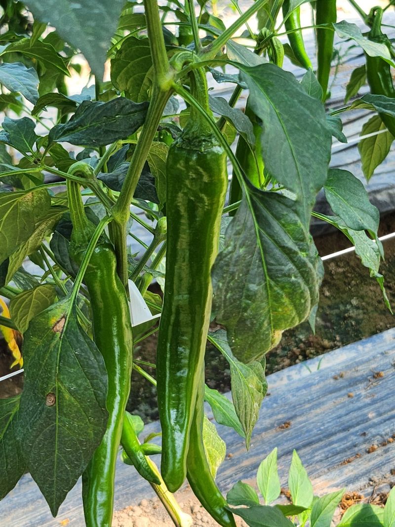 밀양농사님의 장터 판매 상품 [풋고추/홍고추10kg 산지직송 밀양고추(택포)] 첨부 사진