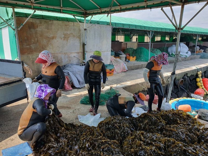 장터 상품 [제주 비양도 생돌미역 3키로 20인분] 썸네일