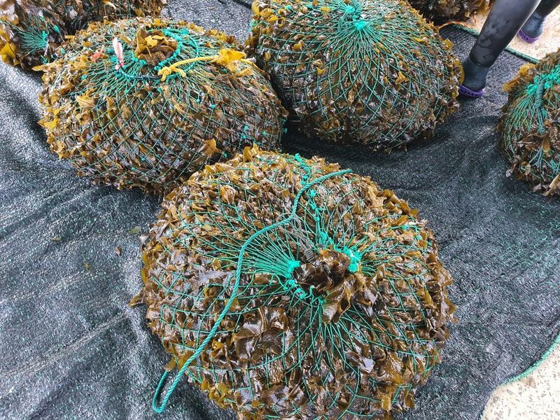 하라파파님의 장터 판매 상품 [제주 비양도 생돌미역 3키로 20인분] 첨부 사진