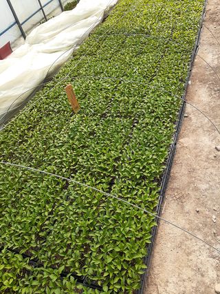 아지와대박이님의 고추 · 파종•정식 작성글 사진