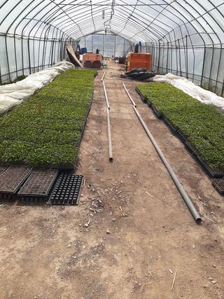 아지와대박이님의 고추 · 파종•정식 작성글 사진