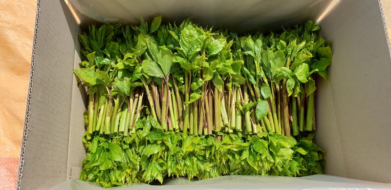 장터 상품 [오가피순] 썸네일