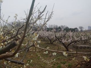 등불님의 매실 · 자유게시판 작성글 사진