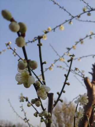 등불님의 매실 · 자유게시판 작성글 사진