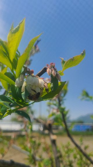 김동만님의 블루베리 · 자유게시판 작성글 사진