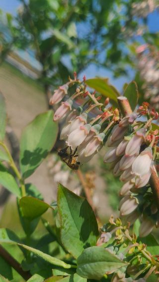 김동만님의 블루베리 · 자유게시판 작성글 사진