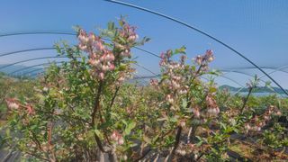 김동만님의 블루베리 · 자유게시판 작성글 사진