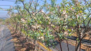 김동만님의 블루베리 · 자유게시판 작성글 사진