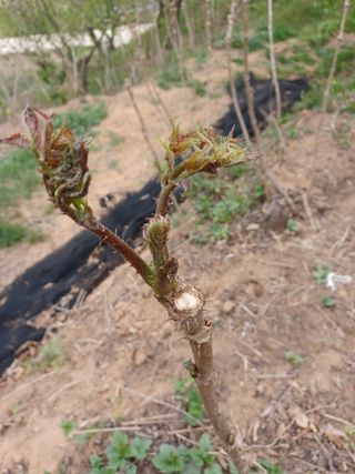 알 수 없음님의 기타작물 · 자유게시판 작성글 사진