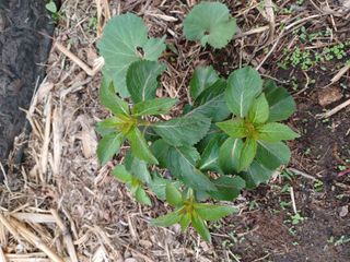 알 수 없음님의 기타작물 · 자유게시판 작성글 사진