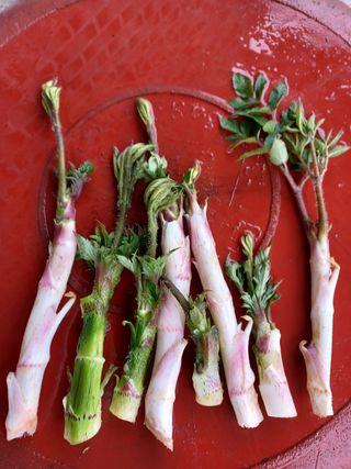 알 수 없음님의 기타작물 · 자유게시판 작성글 사진