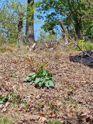 알 수 없음님의 기타작물 · 자유게시판 작성글 사진