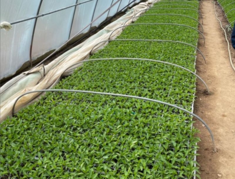 장터 상품 [[사기꾼-판매정지] 고추모종 남아서 처분하네요 1주 300원 2000주정도 있습니다.] 썸네일