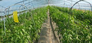 엄태주님의 고추 · 일상 작성글 사진