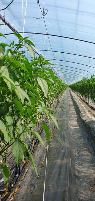 엄태주님의 고추 · 일상 작성글 사진