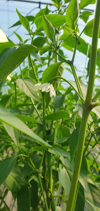 엄태주님의 고추 · 일상 작성글 사진