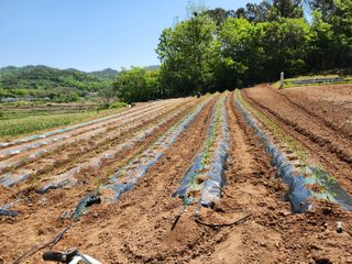 배섭님의 고추 · 파종•정식 작성글 사진