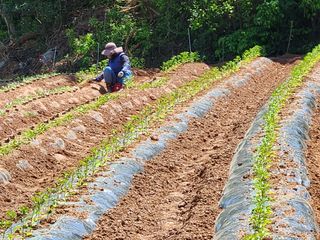 배섭님의 고추 · 파종•정식 작성글 사진