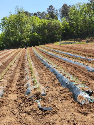 배섭님의 고추 · 파종•정식 작성글 사진