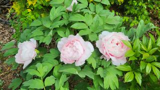 ♡5도2촌pys♡님의 우리동네 · 동네수다 작성글 사진