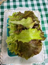 팜모닝 상추·자유게시판 게시글 이미지