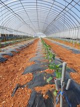 팜모닝 고추·일상 게시글 이미지