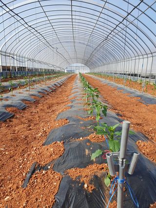 알 수 없음님의 고추 · 일상 작성글 사진