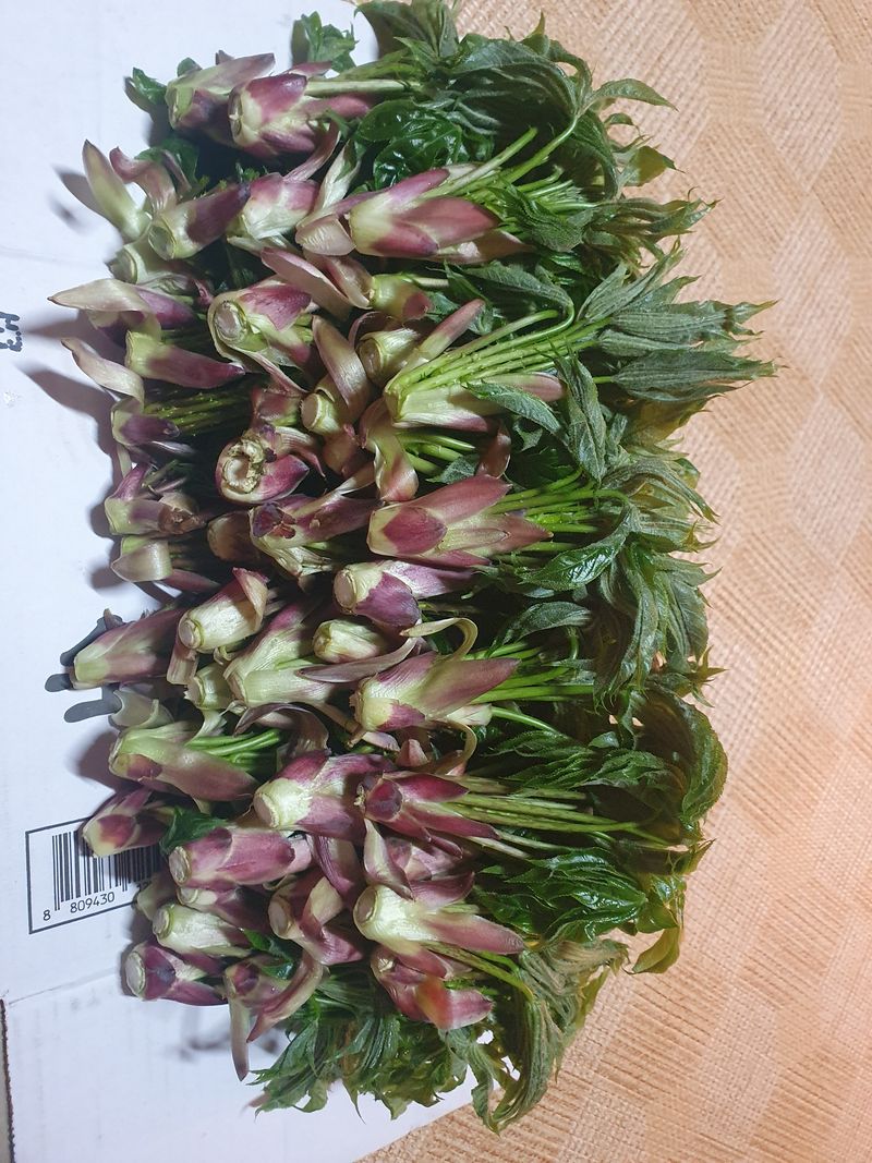 장터 상품 [엄나무순(개두릅)4kg품절] 썸네일