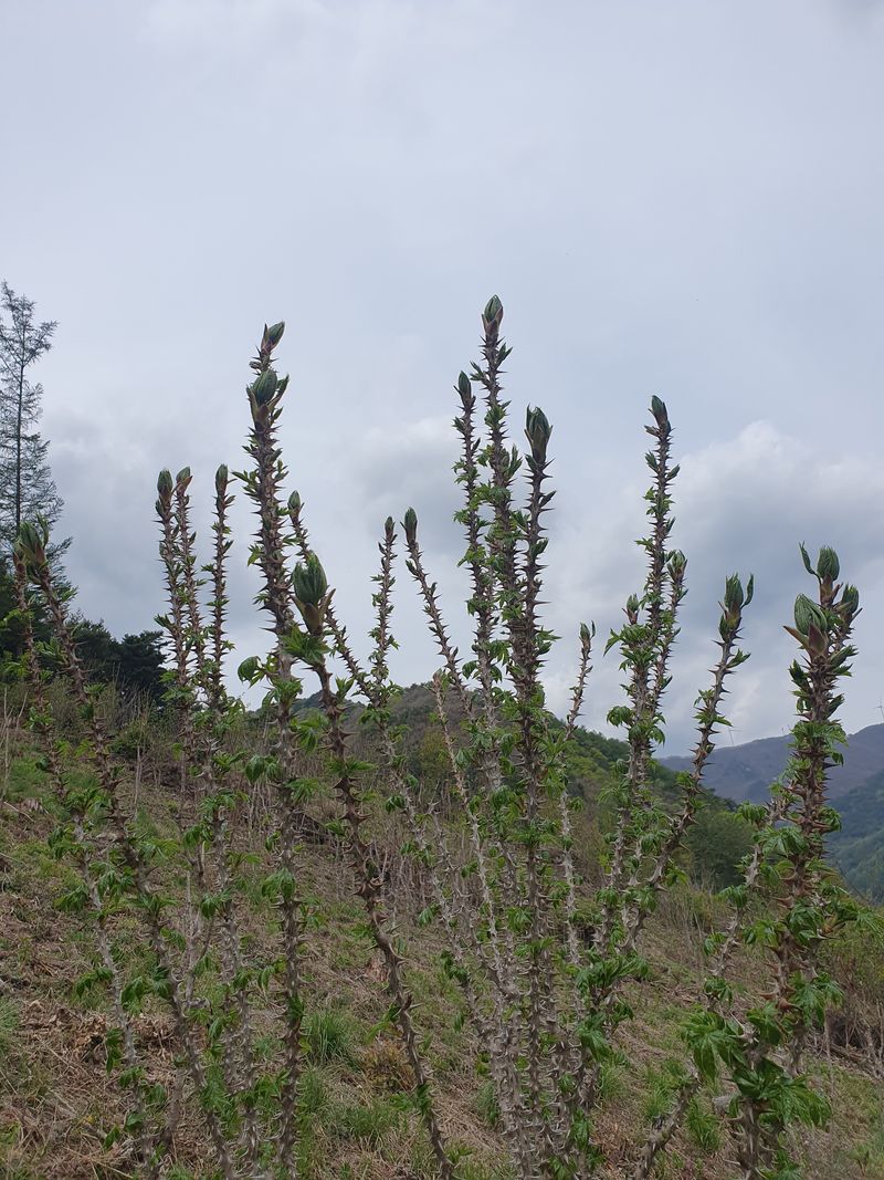 인생은 소풍처럼님의 장터 판매 상품 [참두릅 1kg 선주문제] 첨부 사진