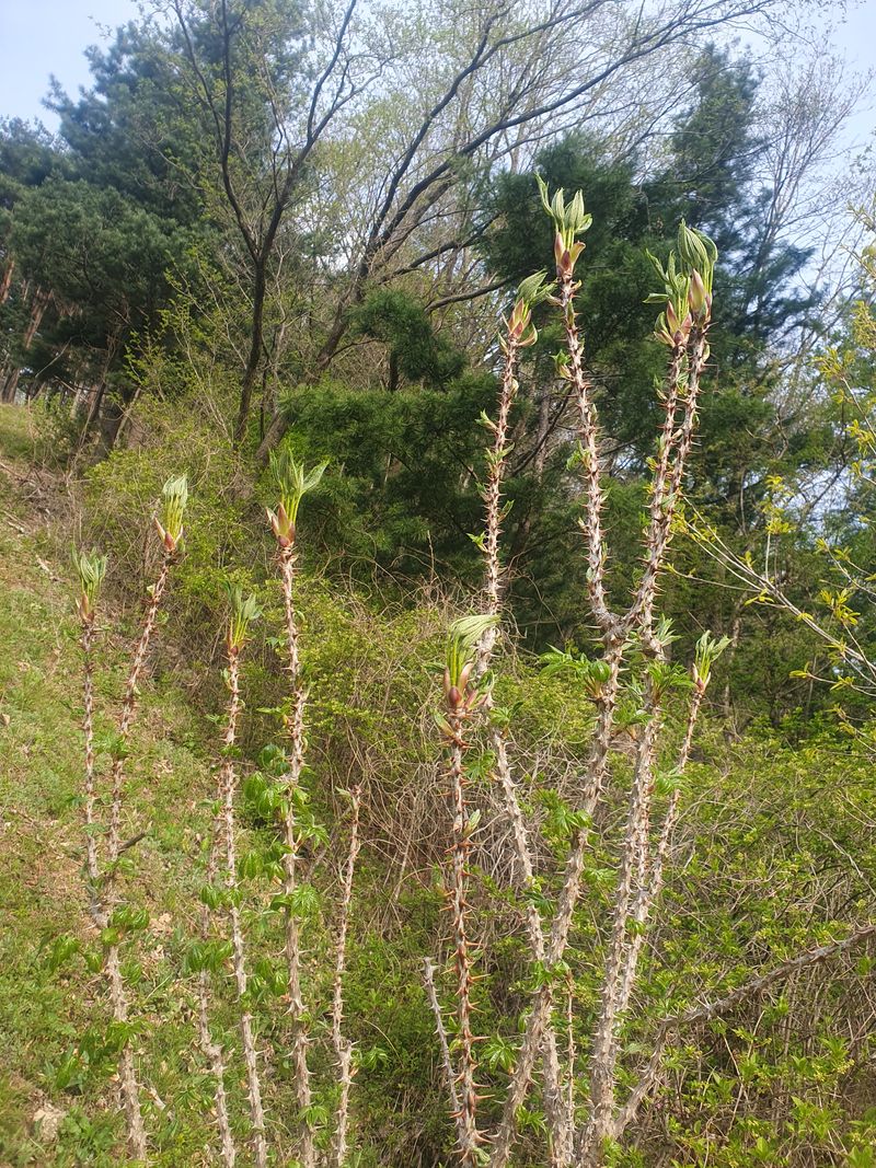 농산물에 진심구병안님의 장터 판매 상품 [엄나무순(개두릅)4kg품절] 첨부 사진