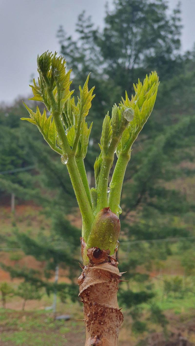 인생은 소풍처럼님의 장터 판매 상품 [참두릅 1kg 선주문제] 첨부 사진