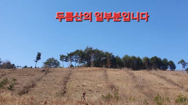 인생은 소풍처럼님의 장터 판매 상품 [참두릅 1kg 선주문제] 첨부 사진