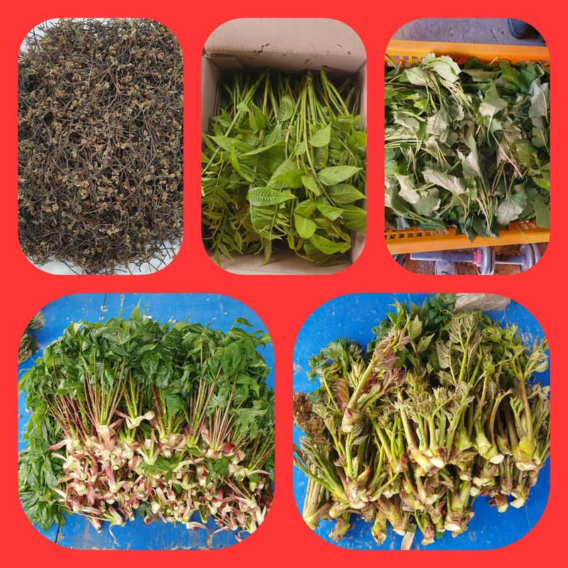 인생은 소풍처럼님의 장터 판매 상품 [참두릅 1kg 선주문제] 첨부 사진