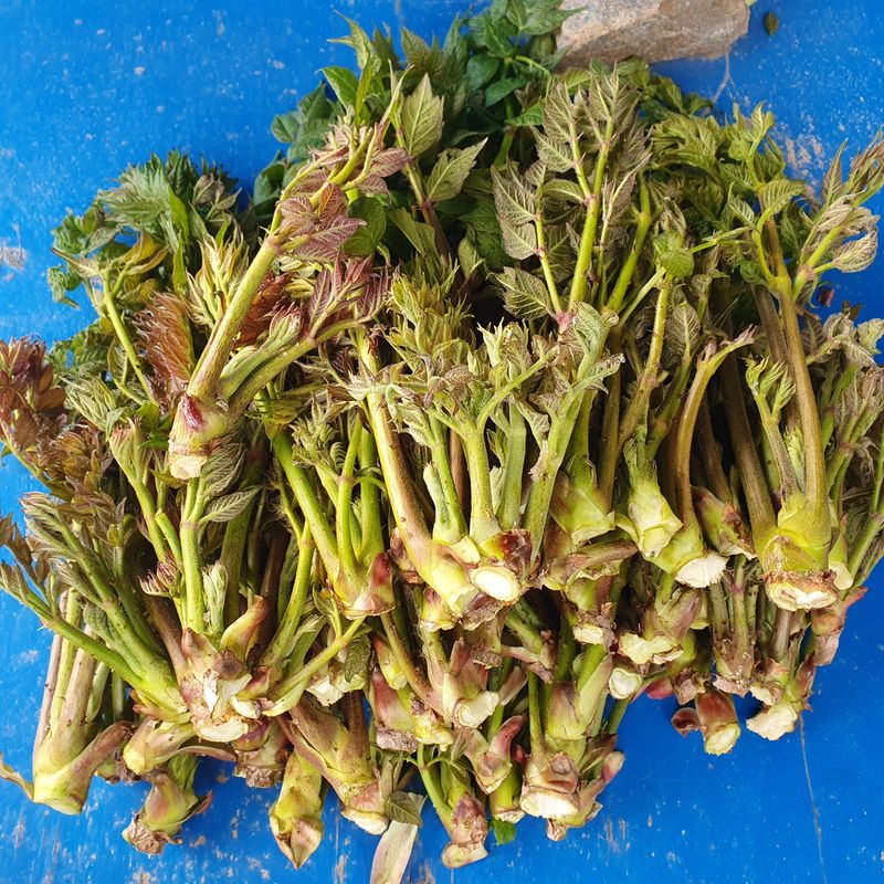 인생은 소풍처럼님의 장터 판매 상품 [참두릅 1kg 선주문제] 첨부 사진