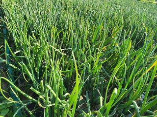 공명호님의 양파 · 병해충상담 작성글 사진