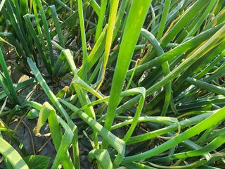 공명호님의 양파 · 병해충상담 작성글 사진