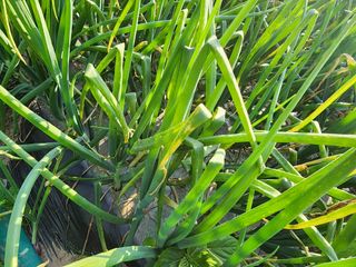 공명호님의 양파 · 병해충상담 작성글 사진