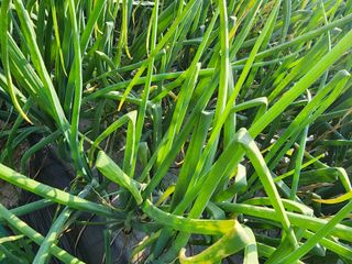 공명호님의 양파 · 병해충상담 작성글 사진