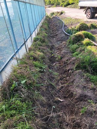 전남 장흥 장주하님의 고추 · 일상 작성글 사진