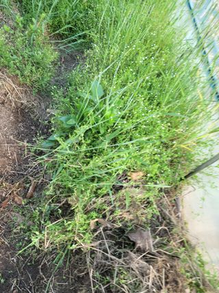 전남 장흥 장주하님의 고추 · 일상 작성글 사진