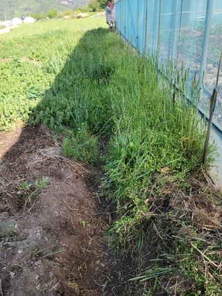 전남 장흥 장주하님의 고추 · 일상 작성글 사진