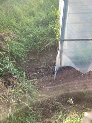 전남 장흥 장주하님의 고추 · 일상 작성글 사진