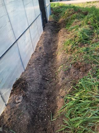 전남 장흥 장주하님의 고추 · 일상 작성글 사진