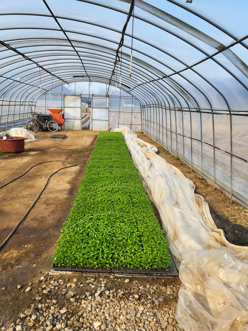 장터 상품 [고추모종팔아요ㅡ] 썸네일