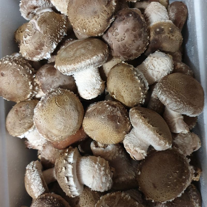 임현주님의 장터 판매 상품 [송고버섯 1k. 25000 버섯 누룽지 60g×10봉 25000원 ] 첨부 사진