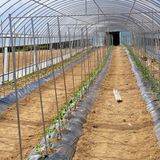 팜모닝 고추·지주설치•유인•성장 게시글 이미지