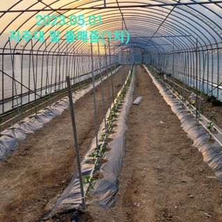 건달 농장(최승혁)님의 고추 · 지주설치•유인•성장 작성글 사진