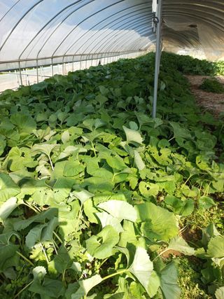 농민님의 기타작물 · 자유게시판 작성글 사진